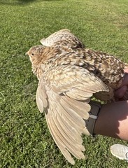 100+ RARE COLORS Coturnix Quail Hatching Eggs NPIP AI Free