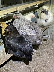 12 BYM Chicken Hatching Eggs Ameraucana Orpington Wyandotte Maran Cochin Brahma
