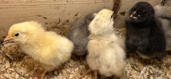 9 HATCHING Mixed,Silver & Gold Laced Wyandotte, Easter eggers, surprise eggs .