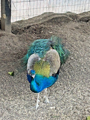 PRE SALE 4 Mixed PEACOCK Hatching Eggs, Ready to Ship IN 7-14 DAYS