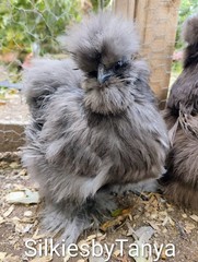 6+ Fertile Bantam Silkie Chicken Hatching Eggs. Frizzles/ Satins Possible.