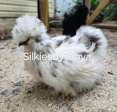6+ Fertile Bantam Silkie Chicken Hatching Eggs. Frizzles/ Satins Possible.