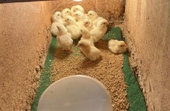 9 – KO SHAMO BANTAM EGGS VERY FRESH SUPERB QUALITY these will Ship 2day FedEx