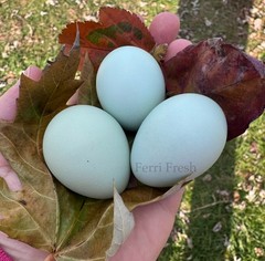 10+ Bantam Splash Ameraucana Fertile Hatching Eggs