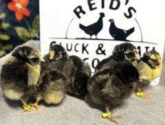 8+ Silver Laced Wyandotte PURE- Fertile Hatching Eggs!
