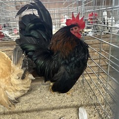 6 + 3 SQ Fresh Serama Hatching Eggs Splash Blue Black Chocolate Mottled! NPIP