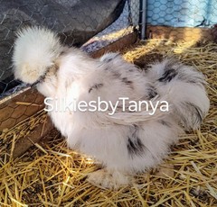 6+ Fertile Bantam Silkie Chicken Hatching Eggs. Frizzles/ Satins Possible.