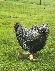 14 Pure English Orpington Hatching Eggs Mauve, SL,Mauve Laced, Choco, Huge Birds