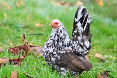 12+ Fertile Show Quality Serama Chicken Hatching Eggs