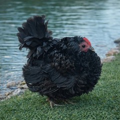 2+1 Micro & Size A & B 100% Pure Serama Hatching Eggs Malaysian And Traditional