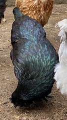 12 BYM Chicken Hatching Eggs Ameraucana Orpington Wyandotte Maran Cochin Brahma