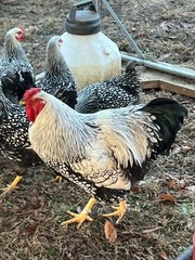 12 + 2 Silver Laced and Blue Laced Red Wyandotte Combo Hatching Eggs