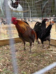 8 + Mug, Pumpkin, Blue, Black, RQ cross chicken hatching eggs