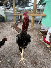 15+ Indio Gigante Hatching Eggs. Brazil NPIP ~ AI. TALLEST CHICKEN IN WORLD 🌎