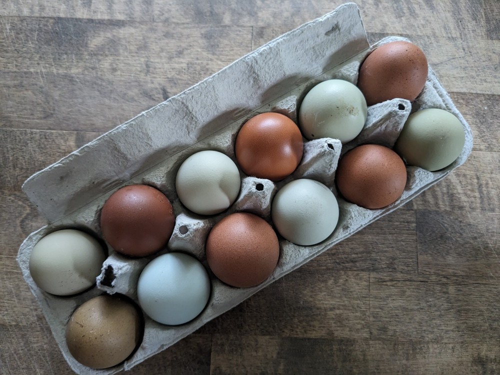 12 – Fresh and Fertilized Blue/Green/Dark Brown Layer Mix Chicken Hatching Eggs!