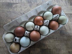 12 – Fresh and Fertilized Blue/Green/Dark Brown Layer Mix Chicken Hatching Eggs!