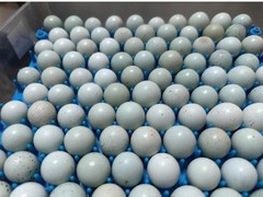 1 Dozen Blue Quail Eating Eggs