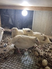 25++ Fertile Jumbo Wild White Coturnix Quail Hatching Eggs
