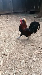 6 Pure Fancy & Rare Cross Chicken Hatching Eggs
