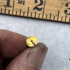 2 Pounds Of Brass Screws 3/4”x#8 Nos