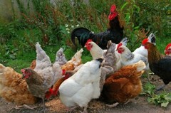 9 HATCHING Mixed,Silver & Gold Laced Wyandotte, Easter eggers, surprise eggs .