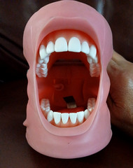 ModuPRO Dental Hygiene Plus MP-DH520_O ACADENTAL Typodont Dental Student Model