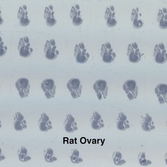 Embryology Microscope Slide Set 25 – aquatic, amphibian, chick, and mammal