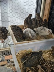 54 Eggs,Live Quail Chicks Mixed Colors – Quail Poultry Type, Live Bird,