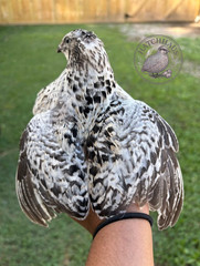 12 RAINBOW RARE COLORS Coturnix quail hatching eggs mixed variety FREE SHIPPING