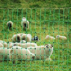 42″H x 164″L Electric Fence Netting – Durable PE Fencing for Livestock Safety