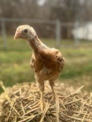 12 Hatching Eggs Giant Chicks Hybrid – Indio Gigante Dual Purpose Egg Layers