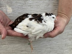 60++ Fertile Jumbo Multi Color Coturnix Quail Hatching Eggs