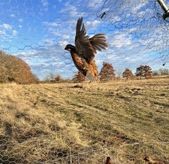 60+ Northern Bobwhite Quail Hatching Eggs! NPIP Certified- AI clean. $60.00