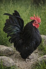 2+1 Micro & Size A & B 100% Pure Serama Hatching Eggs Malaysian And Traditional