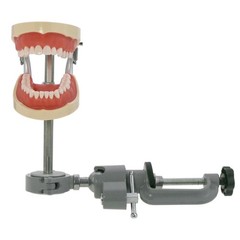 Kilgore Nissin 200 Type Dental Mounting Pole Typodont Model 32pc Removable Teeth
