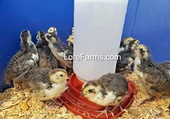 12 (+3EXT) LORE FARMS 💙Celadon 100% TRUE Blue Coturnix Quail Hatching Eggs RARE