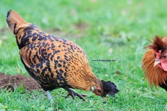 6+ Gold Appenzeller Chicken Hatching Eggs