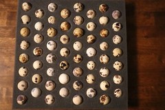 55 + Jumbo WhiteX Texas A&M Coturnix Quail Hatching Eggs