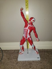 Ultrassist Human Anatomy Muscle Model 20 Muscular System Model