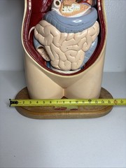 Denoyer-Geppert Body Torso Anatomical Model See Description