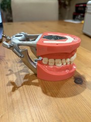 Kilgore Dental Typodont for Board Exam Practice with missing #13. Good for CDCA