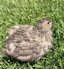 15+ RARE Dark and Stormy Coturnix Quail Hatching Eggs NPIP AI Free