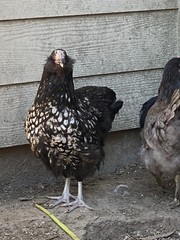 12 BYM Chicken Hatching Eggs Ameraucana Orpington Wyandotte Maran Cochin Brahma