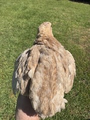 15+ RARE Celadon Coturnix Quail Hatching Eggs NPIP AI Free
