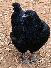 12 Fibro Easter Eggers