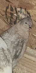10 *TRUE BLUE* CELADON QUAIL Hatching Eggs COLORFUL MIX