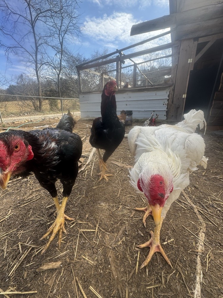 10 Giant Chicks Hatching Eggs- Indio Gigante X Dual Purpose Prolific Egg Layers
