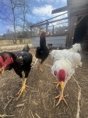 10 Giant Chicks Hatching Eggs- Indio Gigante X Dual Purpose Prolific Egg Layers