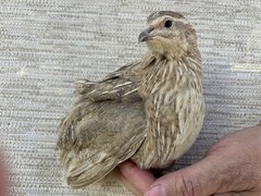 60+ Fertile Jumbo Multi Color Coturnix Quail Hatching Eggs