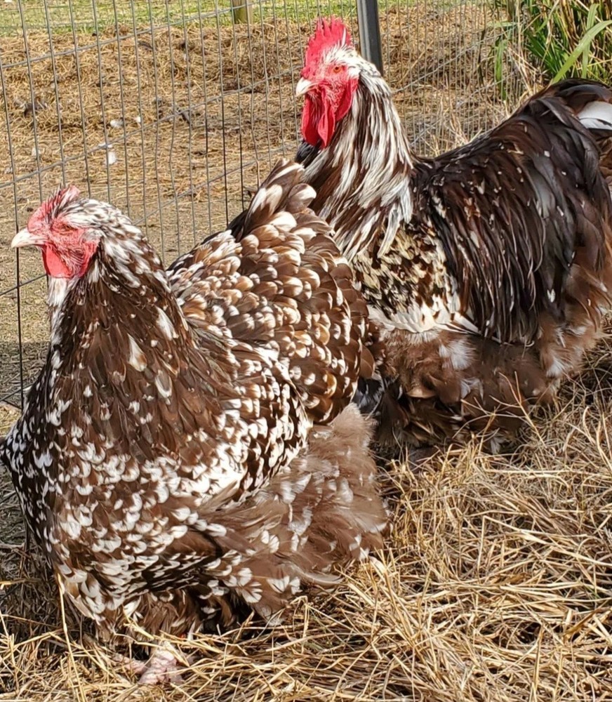 8+ English Chocolate Mottled Orpington Hatching Eggs